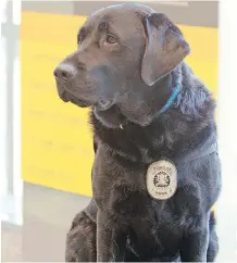  ?? JIM WELLS/FILES ?? Calgary Police Service trauma dog Hawk was with a sexual assault victim on the stand during testimony, to offer support.