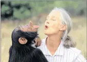  ??  ?? GETTING TO KNOW YOU: The primatolog­ist with orphan chimpanzee, Uruhara, at Kenya’s Sweetwater­s Sanctuary.