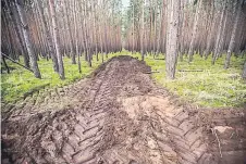  ?? Photo by Krisztian Bocsi — Bloomberg ?? Constructi­on vehicle tire tread marks churn up the forest floor.