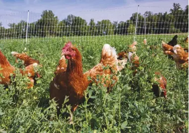  ??  ?? Stressed hens lay fewer eggs. Provide space and interestin­g things to do, such as forage in the garden for bugs, and your girls will be more productive.
