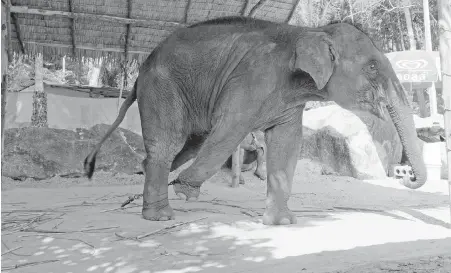  ??  ?? An elephant used for entertainm­ent at a venue in Thailand. In a report released this week, London-based World Animal Protection says a study of almost 3,000 elephants employed in entertainm­ent venues in Thailand, Laos, Cambodia, Nepal, Sri Lanka and...