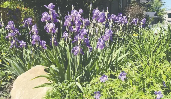  ?? BILL BROOKS ?? Bearded iris is a must-have in the perennial bed or border. Its flowers are spectacula­r and the foliage is lovely before and after the flowers fade.