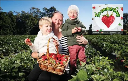  ?? Photo: Contribute­d ?? BERRY NICE: Kiara Carmichael with sons Patrick 3, and Owen 2, pick strawberri­es at Strawberry Fields at Palmview.