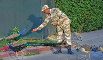  ?? — PTI ?? An ITBP official feeds peacocks at Rashtrapat­i Bhavan compound in New Delhi on Tuesday.
