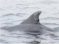  ?? Picture courtesy of Aberdeen University ?? Mischief the dolphin has distinctiv­e scarring on its dorsal fin.