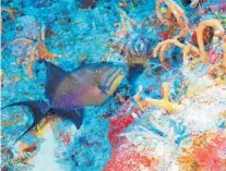  ?? CUBA’S TWILIGHT ZONE REEFS EXPEDITION/COURTESY ?? Before U.S. and Cuban scientists undertook a monthlong expedition of the island’s 1,500 miles of coral reef, the area had been largely unexplored. Previous research had been limited to about 100 feet.