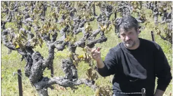  ??  ?? Sur les trente hectares de vignes cultivés par Ludovic Balcon, un seul a été quasiment épargné.