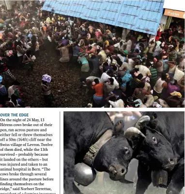  ??  ?? LEFT: The villagers of Kairuppala enter the fray. BELOW: Hérens cows often compete in organised cow-fighting.