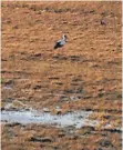  ?? FOTO: LINUS MAIER ?? Storch auf einer Wiese bei Er- pfental.