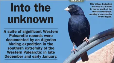  ?? ?? This Village Indigobird was one of 14 found in the far south of the Western Palearctic, marking a new species for the region.
Western Palearctic megas in Algeria: December 2021 and January 2022
Continued on page 10