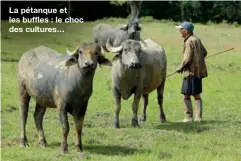  ??  ?? La pétanque et les buffles : le choc des cultures…