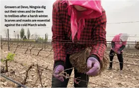  ?? ?? Growers at Devo, Ningxia dig out their vines and tie them to trellises after a harsh winter. Scarves and masks are essential against the cold March winds