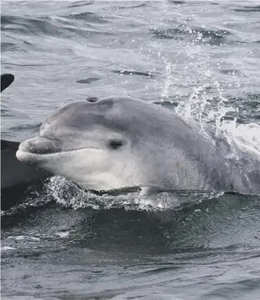  ??  ?? 0 Bottlenose dolphins, above, were one of the most-sighted species seen around UK coasts last year. The chance of seeing cetaceans is also boosting the tourism industry