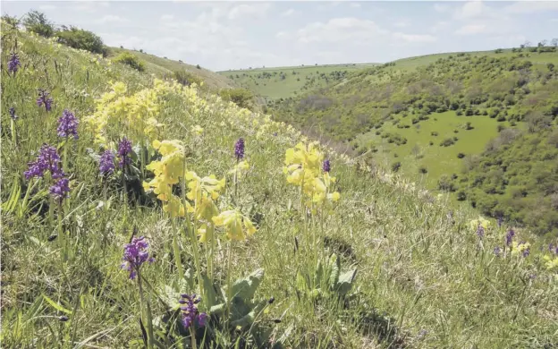  ??  ?? ↑ Wildflower enthusiast­s are being encouraged to take part in a citizen science survey of cowslips to help monitor the health of threatened meadows