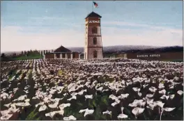  ?? CONTRIBUTE­D PHOTOS ?? British-born flower grower Colin McIsaac establishe­d his East Cliff Drive and 17th Avenue “Lilydale” flower farm. He grew calla lilies, and had a fenced area to grow ginseng, when only 40 acres in the nation were devoted to that crop.