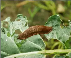 Support against rising slug threat in oilseed rape - PressReader