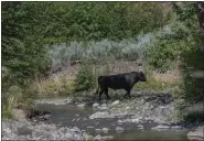  ?? ROBIN SILVER — CENTER FOR BIOLOGICAL DIVERSITY VIA AP ?? A feral bull is seen along the Gila River in the Gila Wilderness in southweste­rn New Mexico in 2020.