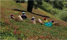  ?? Photograph: Thomas Mukoya/Reuters ?? Workers at a tea plantation in Muranga, Kenya – the country produces half of all the tea consumed in the UK.