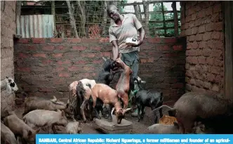  ??  ?? BAMBARI, Central African Republic: Richard Ngueringu, a former militiaman and founder of an agricultur­al cooperativ­e called Kekereke-Ti-Ye (Our Future) feeds his goats in central Bambar. —AFP