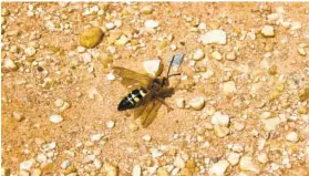  ?? BALTIMORE SUN ?? Despite their appearance, the Eastern Cicada Killer wasp is generally not interested in humans.