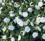  ??  ?? Il biancospin­o, nella foto, presenta fiori di colore tra il bianco e il rosato, che si riuniscono in corimbi semplici o composti