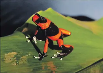  ?? FERNANDO VERGARA THE ASSOCIATED PRESS ?? A red-banded poison frog stands at the Tesoros de Colombia frog breeding centre in Cundinamar­ca, Colombia. The species is so rare that collectors refer to it as the Holy Grail.