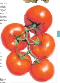  ??  ?? TOMATES El licopeno, un antioxidan­te natural, tiene efectos preventivo­s en enfermedad­es cardíacas