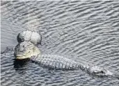  ?? ?? Gators sun themselves in the alligator breeding marsh at Gatorland on March 11.