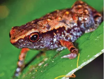  ?? Foto: Jörn Köhler, Hessisches Landesmuse­um Darmstadt, dpa ?? Dieser Zwergfrosc­h aus Madagaskar ist nur acht bis neun Millimeter groß. Forscher haben ihn – gemeinsam mit anderen Arten – auf der Insel Madagaskar entdeckt.