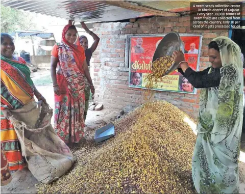  ??  ?? A neem seeds collection centre in Kheda district of Gujarat. Every year 30,000 tonnes of neem fruits are collected from across the country. Only 10 per cent of it gets processed for oil