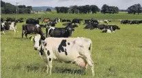  ?? PHOTO:STEPHEN JAQUIERY. ?? Heads up . . . Fonterra’s recent losses have analysts scrutinisi­ng operations; pictured, a dairy herd near Milton, south of Dunedin.