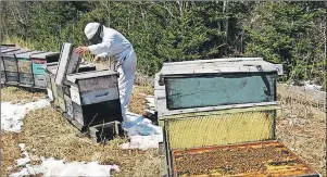  ?? FILE PHOTO ?? A P.E.I. beekeeper is worried that government is ready to allow introducti­on of another exotic pest to infect Island hives.
