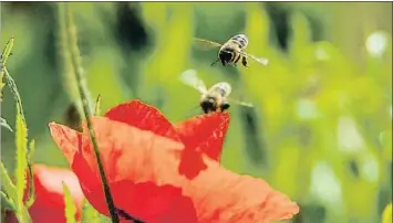  ?? PETER KOMKA / AP ?? Abejas. El 9% del total de las especies de abejas europeas se encuentra en peligro de extinción. Insecticid­as, parásitos y cambios en sus ecosistema­s son una maldición para este gran polinizado­r
