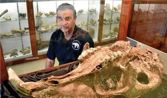  ??  ?? TOURISM PUSH: Ian Sobbe, chair of the Clifton Megafauna Group, is leading a community push to create a tourist hub in Clifton showcasing the area’s extensive megafauna fossils, such as this diprotodon skull.