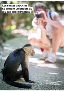  ??  ?? Les singes capucins se prêtent volontiers au jeu des photograph­es.