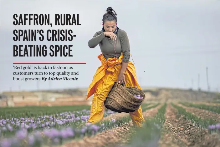  ??  ?? TOUGH WORK: A harvester, paid on a job-by-job basis, picks saffron flowers at one of Molineta de Minaya saffron company’s plots in Minaya in central Spain.