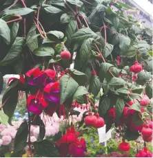  ??  ?? Fuchsia hanging baskets are a great choice for shady spots.