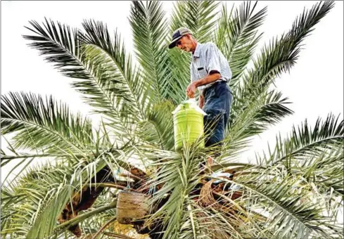  ?? AFP ?? A man picks fruits from a palm tree, to be used for making legmi, a coveted date palm drink, in the southweste­rn Tunisian town of Gabes.