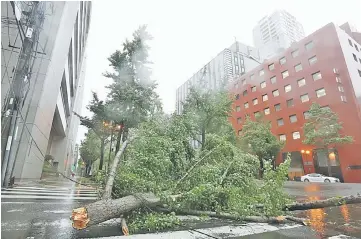  ?? — AFP photo ?? A fallen tree lies on Midosuji street in central Osaka.