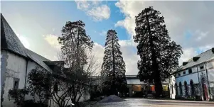  ?? | PHOTO : OUEST-FRANCE ?? Le séquoia de 130 ans, à droite est classé Arbre remarquabl­e.