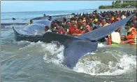  ?? SYAHROL RIZAL / ASSOCIATED PRESS ?? Rescuers attempt to push stranded whales back into the ocean at Ujong Kareng beach in Aceh, Indonesia, on Monday. Four whales have died, an official said on Tuesday, despite people’s efforts to save the mammals.
