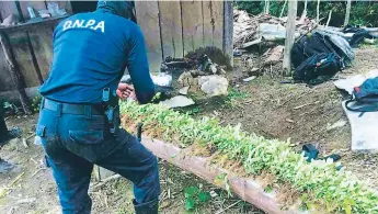  ??  ?? CULTIVOS. Agentes de la Dirección Nacional Policial Antidrogas (DNPA) encontraro­n en una montaña las plantas de coca, que luego son procesadas.