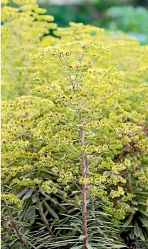  ?? PHOTOS: JULIA ATKINSONDU­NN ?? Euphorbia’s distinctiv­e graphic blooms would be a great addition to any garden. From left: Euphorbia characias subsp. ‘‘Wulfenii’’; Euphorbia characias ‘‘Silver Swan’’; Euphorbia x martinii.