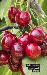  ?? ?? Mulch helps keep soil moist in dry summers
Stella cherries are a good choice