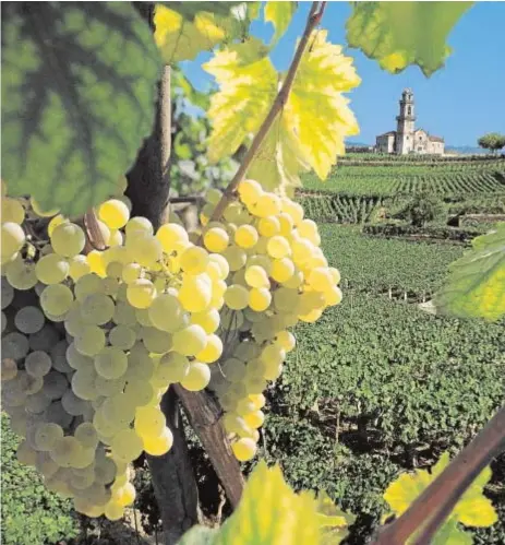  ?? ABC ?? La viticultur­a ha sido una de las primeras actividade­s afectadas por el calentamie­nto global