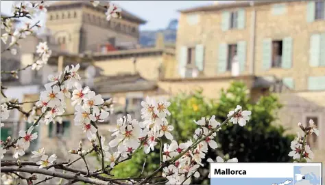  ?? DPA-BILD: MANUEL MEYER ?? Frühlingsh­aftes Ambiente im Februar auf Mallorca: blühende Mandelbäum­e in Valldemoss­a im Nordwesten der Insel