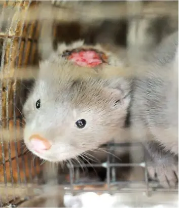  ?? PHOTO D’ARCHIVES, COURTOISIE SPCA ?? Les visons élevés par Jean-Luc Rodier à Saint-Jude, près de Saint-Hyacinthe, vivaient aussi dans de piètres conditions, comme en témoigne cette photo prise en 2014.