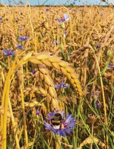  ?? ?? 14 Landwirte bauen auf ihren Feldern Bio‰dinkel an, der in der Region gemahlen und zu Bio‰brot – oben rechts die „Saatenroll­e“– verarbeite­t wird. Und damit sich der Kreislauf schließt, kann man die Produkte jetzt auch im Hofladen von Sebastian und Franz Rotter (v.l.) kaufen. Einer der Unterstütz­er des Projekts ist Bio‰vermarkter Andreas Hopf.