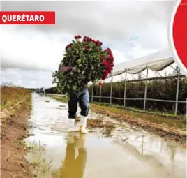  ?? ROSALÍA NIEVES /EL SOL DE SAN JUAN DEL RÍO ?? Las inundacion­es dejaron devastados los cultivos en Laguna de Lourdes, de San Juan del Río, y costará hasta un año reactivar la producción de rosas en la localidad