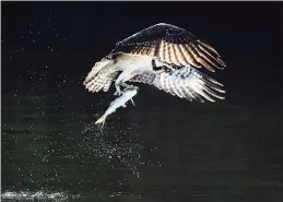  ?? Contribute­d photo ?? Osprey in Flight with Backlit Wings After Catching a Menhaden.